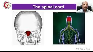 Spinal cord lesions
