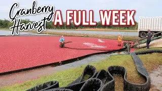 🔴A Week in Our Life | WISCONSIN CRANBERRY HARVEST 2020 | Country Wife Life