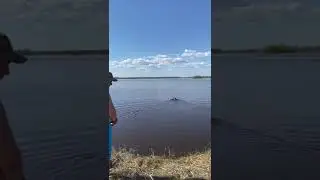 тренировка спаниеля.