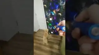 Green laser and a dog 