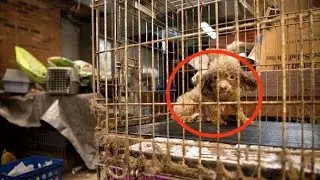 Всю жизнь просидела в темной клетке...