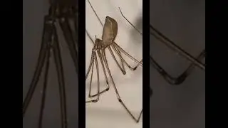 Цивилизация пауков.