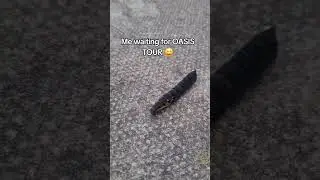 Don't look back in anger! #catterpillar #moth #oasis #concert