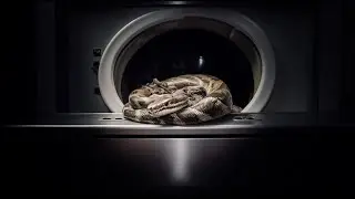 Couple Discovers 90 LB Python That Invaded Their Laundry Room
