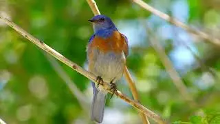 Birds shorts #shorts #birds #trendingshorts