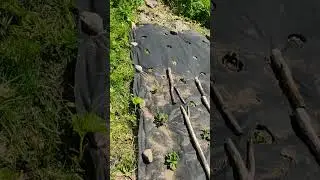Второй год борьбы с борщевиком Сосновского. Методы борьбы 1