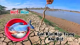 Hết Hồn Xém Dẫm Phải Con Rắn Khi Đi Nhấc Dọ Và Đổi Hướng Làm Nhà Tranh Vách Đất / Quế Nghịch