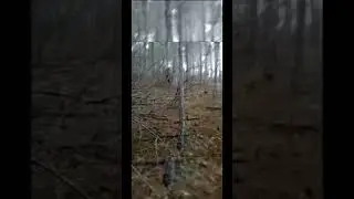 Convincing Bigfoot sightings caught on camera ! #creepy #scary #bigfoot #cryptids #unknown
