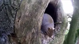 A Squirrel Knocks a Tawny Owl out of Its Nest Site | Discover Wildlife | Robert E Fuller