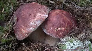 Mushrooms Boletus in June 2021 Prut Polyany.