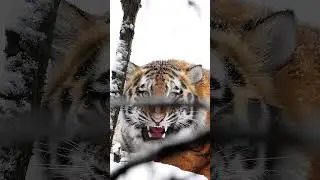 🐅