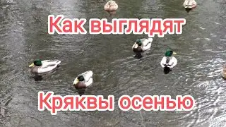 Как выглядят молодые утки Кряквы осенью