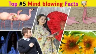 ऐसा पक्षी जिसे चुड़ैल कहा जाता हैं? 😮| Top 5 Mind blowing Facts #shorts #facts