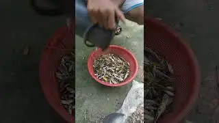 দেশি মাছ #anu_r #funny #youtubeshorts