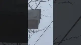 Дятел в скворечнике! 