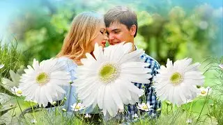 🌼🌼🌼 УДИВИТЕЛЬНО КРАСИВАЯ ПРЕМЬЕРА! - РОМАШКОВОЕ ЛЕТО - ИСП. СВЕТЛАНА АБРАМОВА 🌼🌼🌼