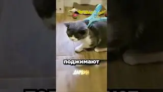 Kitten mode