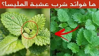 عشبة المليسة   لهذه الأسباب ينصح بتناول  عشبة المليسة 12 فائدة ستبهرك!