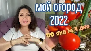 Огород 2022, теплица Подмосковья,куры доминанты, без вязания