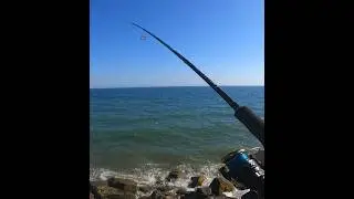 RÓBALO con una DUO RYUKI 80 #fishing #huelva #fish #pesca