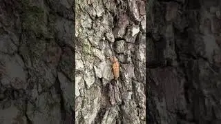 Brood X cicadas nymph climbing up a tree