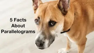 5 Facts about Parallelograms