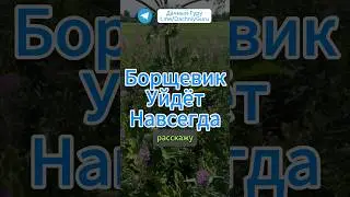 ЛУЧШЕЕ Средство От Борщевика! #борщевик #огород #грядки #дача #рецепт #садоводство #природа #овощи