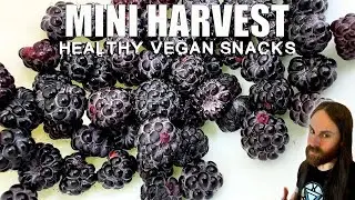 Mini Harvest & Healthy Vegan Snacks