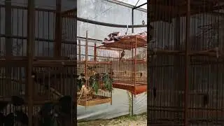 săn chào mào sẩy bằng lụp này bao dín.