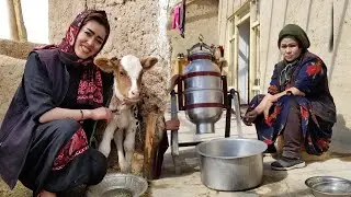 Rural Life In The Mountainous Afghanistan Village  Milking Cow  |  Village Life Afghanistan