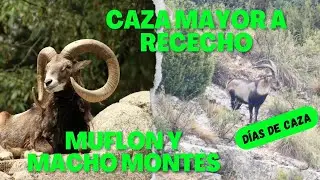 BIG GAME BY STALKING: MOUFLON AND MOUNTAIN BULL