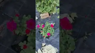Кроты здесь больше не живут 🤢#розы #garden кроты #