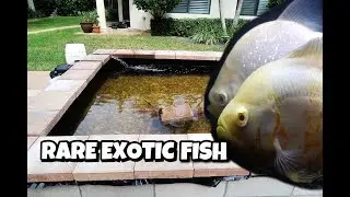 Putting RARE PREDATORY Fish Into New POND!