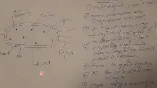 Easiest way to draw a prokaryotic cell and remember its feature