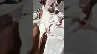 A CADELA ESPACIAL LAIKA