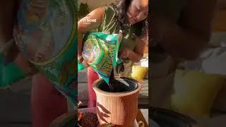 Let’s repot my Begonia Maculata together, featuring the Jungle Home Plant Tarp💥🪴