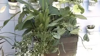 Фитодизайн в домашних условиях с Nobilis Marco - 1