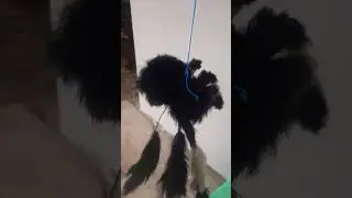 shaking white black spider