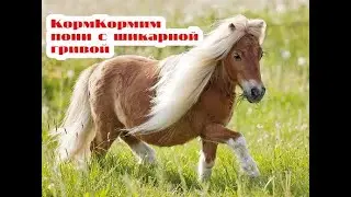 Мой маленький пони, кормим пони с шикарной гривой  