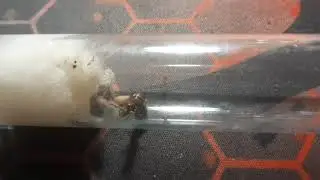 у моей Serviformica первый рабочий!|my Serviformica has its first worker!