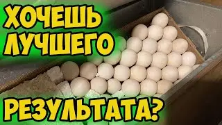 ЛЕГКАЯ ИНКУБАЦИЯ МУСКУСНОЙ УТКИ / 100% РЕЗУЛЬТАТ / 1 ЧАСТЬ