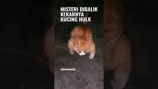 A Kitten's Struggle