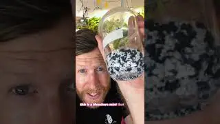 Grow Thai Constellation Monstera from Tissue Culture 