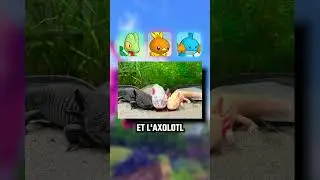 LES THEMES des STARTERS dans POKEMON ! 🤔 #pokemonfr #pokemonfrance
