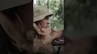 Зачем финны повесили елки над дорогой? #shorts #втораямировая