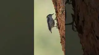 Tap tap listen. Nuthatch eating. 