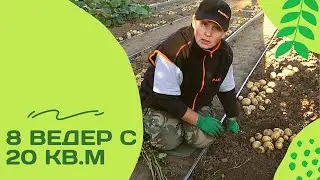 Картофель в металлических грядках