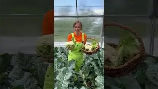 Шикарный урожай цветной капусты Опаал в теплице мы собрали уже в начале июня | #SemenaPartnerShorts