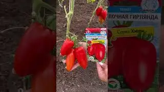 Томат Засолочная гирлянда