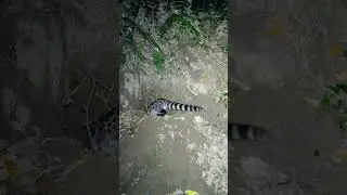 Gineta #nature #video #night #wildlife
